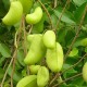 Griffonia-simplicifolia
