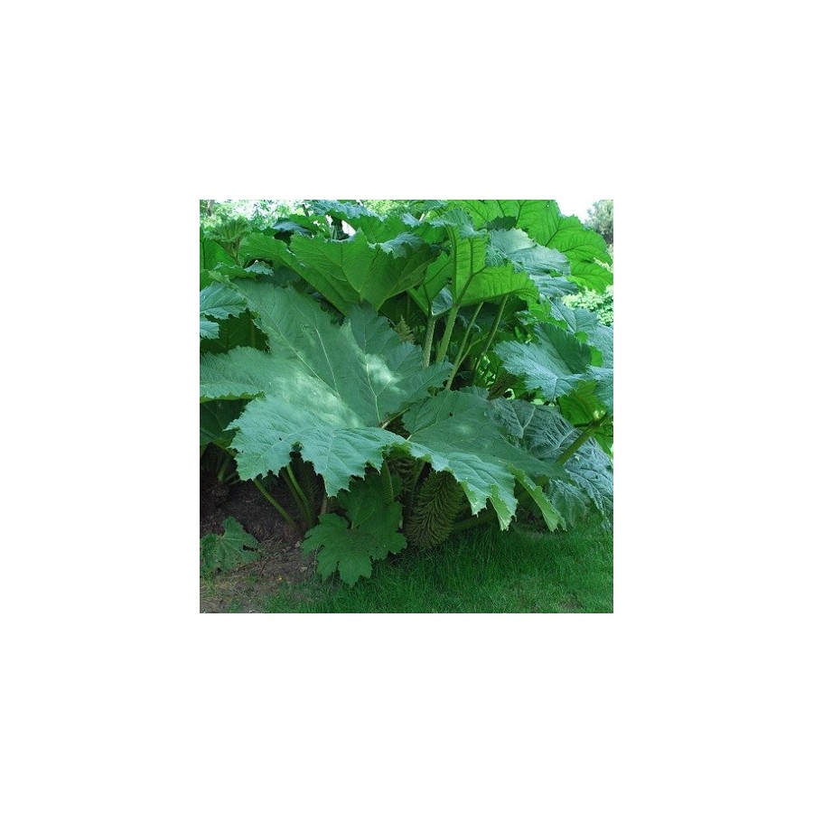 Gunnera Manicata GIANT UMBRELLA PLANT Seeds – Architectural Bog Plant