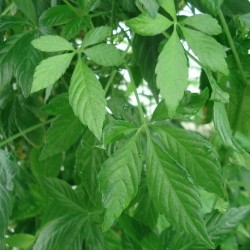 Gynostemma pentaphyllum JIAOGULAN (plant)