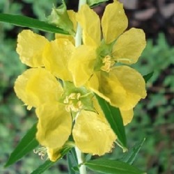 Heimia salicifolia SINICUICHI (50 graines)