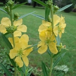Heimia salicifolia SINICUICHI (pflanze)