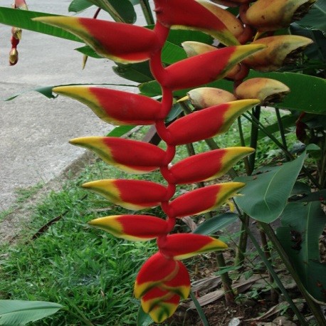 Heliconia Seeds Lobster Claws Plant For Sale