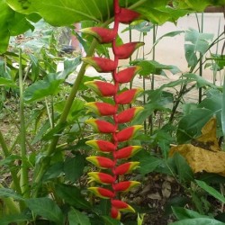 Heliconia collinsiana LOBSTER-CLAWS (5 seeds)