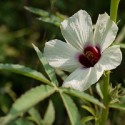 Hibiscus cannabinus KENAF / DECCAN HEMP (10 seeds)