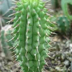 Hoodia-gordonii-seeds