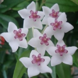 Hoya bella carnosa FLEUR DE PORCELAINE (plante)