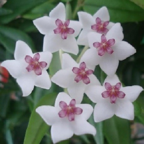 Hoya bella, planta de flor de porcelana o flor de cera para comprar