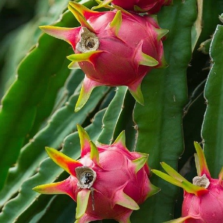 60 Graines de Fruit du Dragon Pitaya cactus jardin méthode BIO
