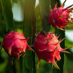 plant-de-pitaya-fruit-du-dragon