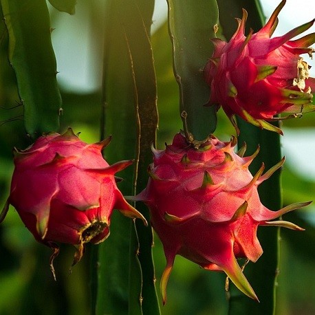 Fruit du dragon, plant de pitaya à planter