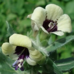 Hyoscyamus niger BELENO NEGRO  (planta)