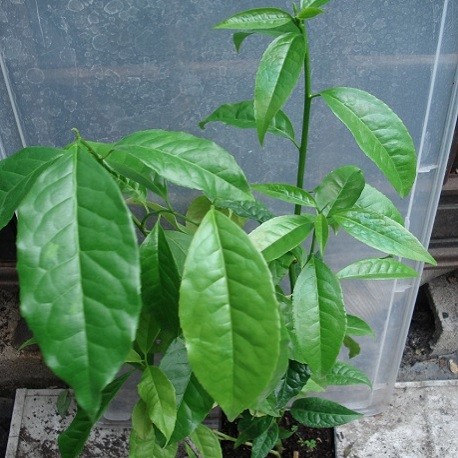 plant-Ilex-guayusa