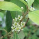 Ilex paraguariensis YERBA MATE / PARAGUAYAN TEA (20 seeds)