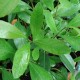 paraguayan-tea-live-plant