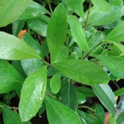 Ilex paraguariensis MATE-STRAUCH (pflanze)