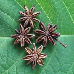 Illicium verum STAR ANISE (5 seeds)