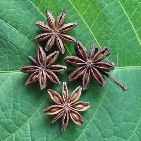 Badiane (anis étoilé) - plantes condimentaires 