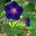 Ipomoea purpurea SCHWARZ PRUNKWINDEN KNIOLAS BLACK (10 samen)
