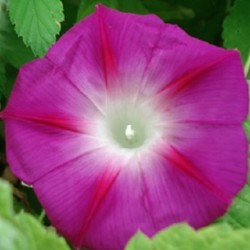 Ipomoea purpurea MORNING GLORY (plant)