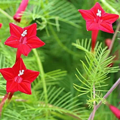 Yedra colorada semillas de flor fin de amor (Ipomoea quamoclit)