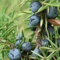 Juniperus communis COMMON JUNIPER (10 seeds)