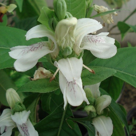 indisches-lungenkraut-pflanze
