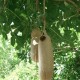graines-arbre-saucisses