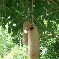 Kigelia africana SAUSAGE TREE (5 seeds)