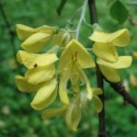 Laburnum Watereri GOLDEN CHAIN TREE (15 seeds)