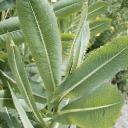 Lactuca virosa LECHUGA SALVAJE (planta)