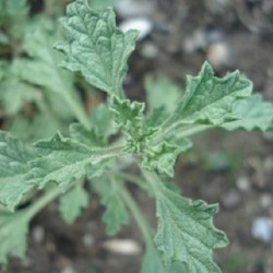 Lagochilus inebrians INTOXICATING MINT (5 seeds)