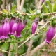 latua-pubiflora