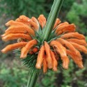 Leonotis nepetifolia OREILLE DE LION / KLIP DAGGA  (plante)