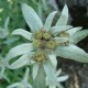 edelweiss-seeds