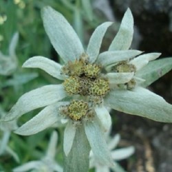 Leontopodium alpinum FLOR DE LAS NIEVES, EDELWEISS (25 semillas)