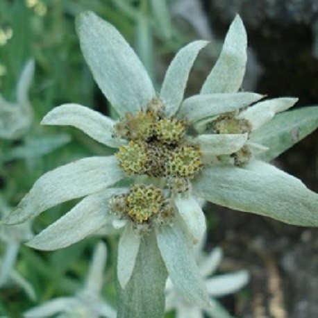 Edelweiss, graines de fleurs alpines à planter (Leontopodium alpinum)