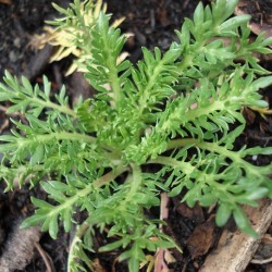 Lepidium meyenii MACA (20 seeds)