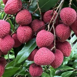 Litchi chinensis LYCHEE (5 seeds)