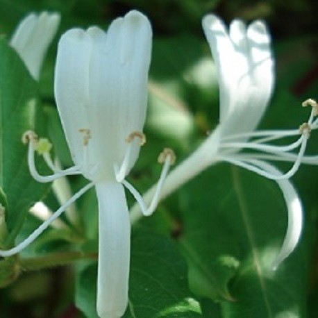wald-geissblatt-pflanze
