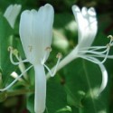 Lonicera periclymenum HONEYSUCKLE (plant)