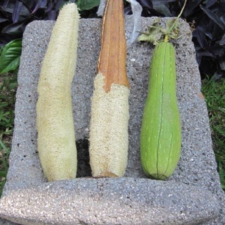 Comment réussir le semis de courge loofah ou éponge végétale ?