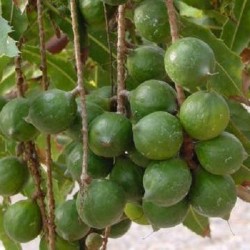 Macadamia integrifolia MACADAMIA NUT TREE (2 seeds)