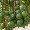 Macadamia-semillas