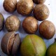 Macadamia-integrifolia