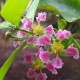 cerisier-des-barbades