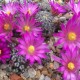 pincushion-cactus-seeds