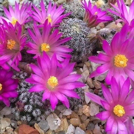 mammillaria hernandezii 7 seeds rare cactus succulent 