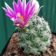 Mammillaria-cactus-sacre