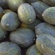 melon-pinonet