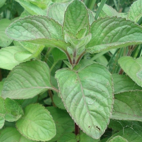 water-mint-plant